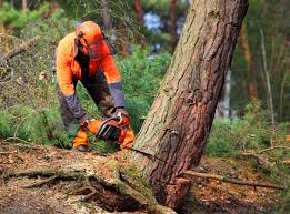 Best Fruit Tree Pruning  in Midland, WA